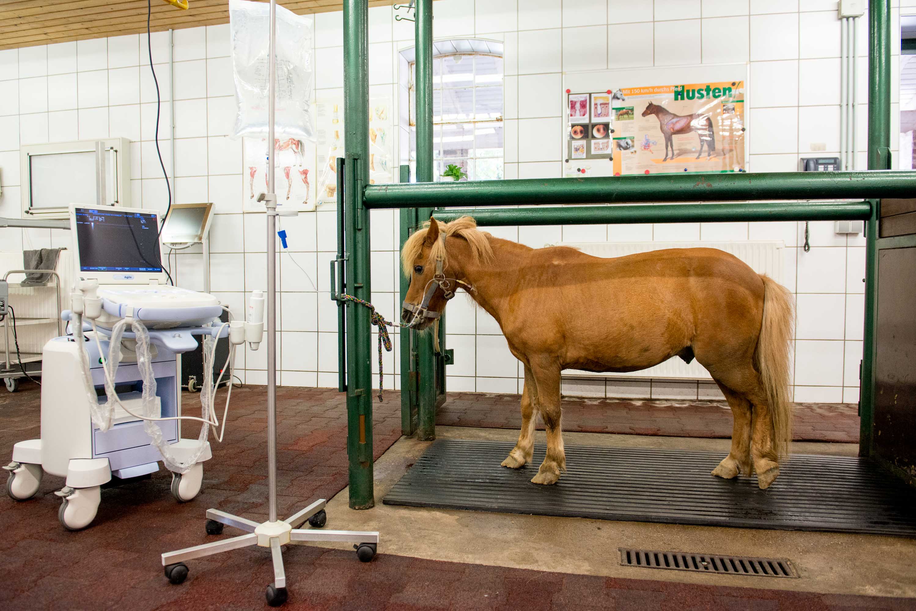Bronchoskopie Pferd Ambulant